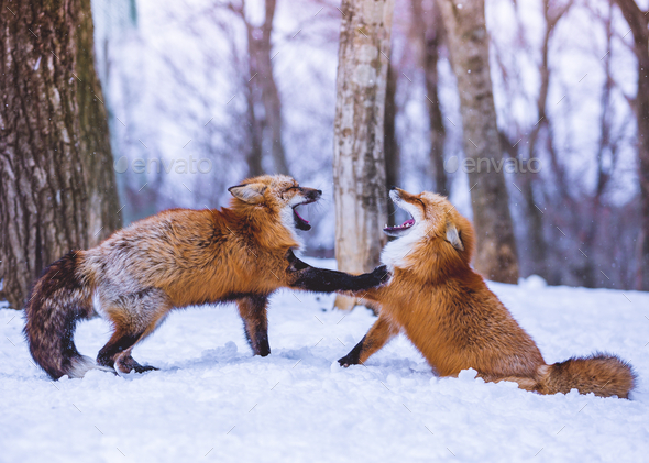 Foxes - Stock Photo - Images