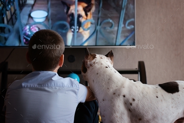 a boy with a dog watching TV