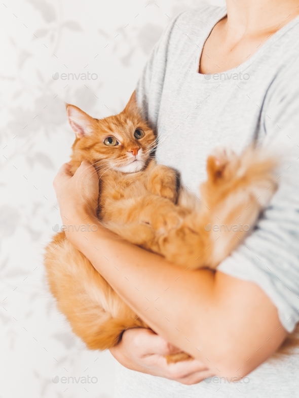 Woman cuddles her cute ginger cat. Fluffy pet looks pleased and sleepy. Cat lover.