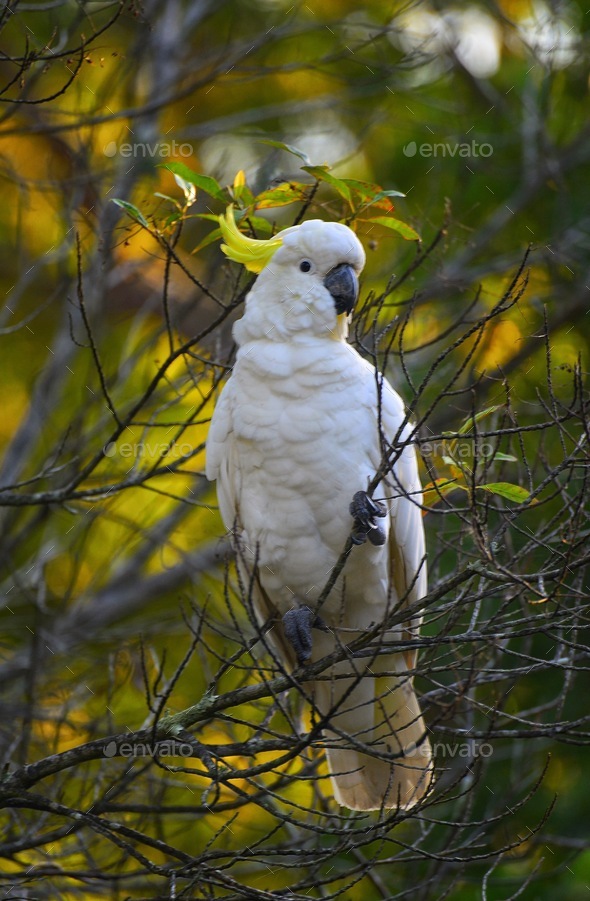 Australian Cockatoo - Stock Photo - Images