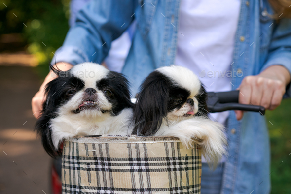 Two adorable black and white Chin dogs leaning in bicycle basket. One dog shows
