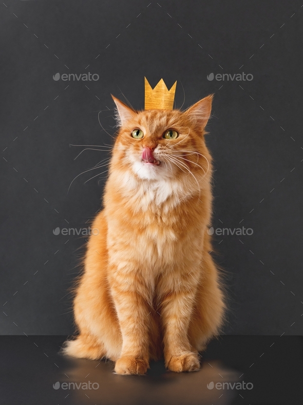 Cute ginger cat with awesome expression on face and golden crown on