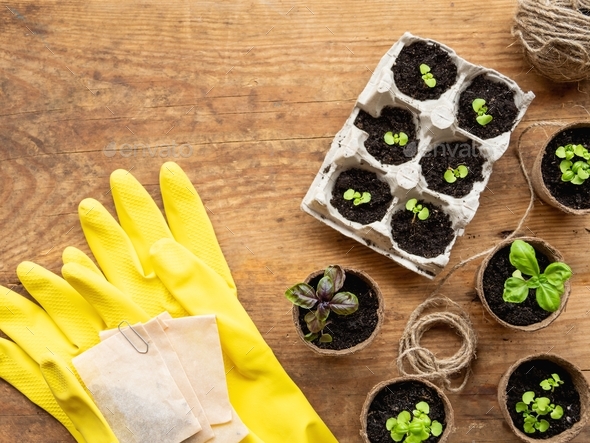 Basil seedlings in biodegradable pots.Yellow rubber gloves with seeds in paper bags. Copy space.