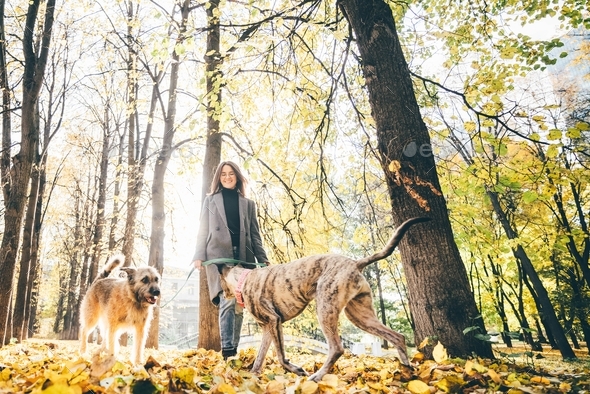 Women walking with dog at the park. - Stock Photo - Images