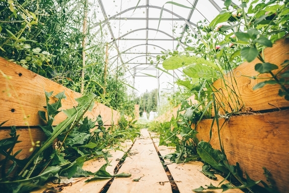 Greenhouse  - Stock Photo - Images