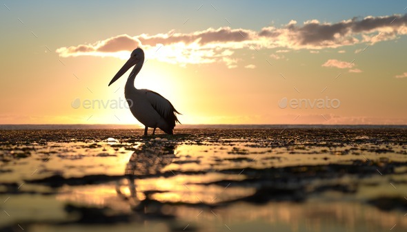 ✨ nominated ✨
A pelican silhouetted against the sun at golden hour  - Stock Photo - Images