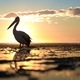 ✨ nominated ✨
A pelican silhouetted against the sun at golden hour  - PhotoDune Item for Sale