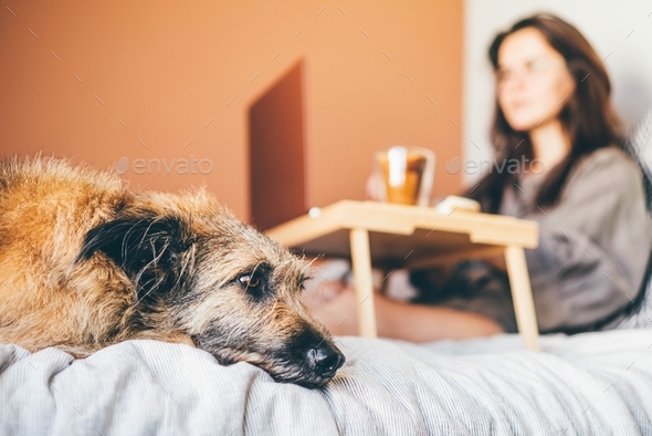Young long haired woman in grey shirt works on modern laptop while cute large grey dog wants to play - Stock Photo - Images