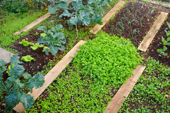 Community kitchen garden. Raised garden beds with plants in vegetable community garden.