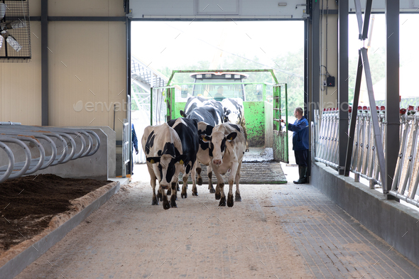 milking young cows are launched to a new modern dairy farm - Stock Photo - Images