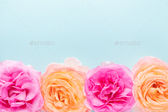 Blurred background with rose. Copy space for your text. Mock up template.  - Stock Photo - Images