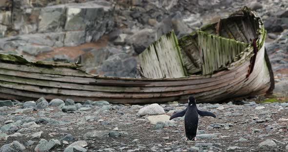 MS Chinstrap Penguin (Pygoscelis antarcticus) on rocks in front of abandoned wooden boat at Half Moo