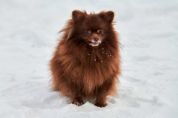 Happy Pomeranian Spitz dog on winter outdoor walking full size portrait cute chocolate Spitz