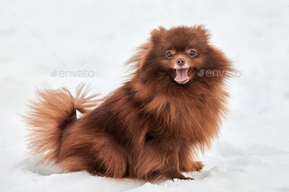 Funny Pomeranian Spitz dog on winter outdoor walking full size side view portrait cute brown Spitz