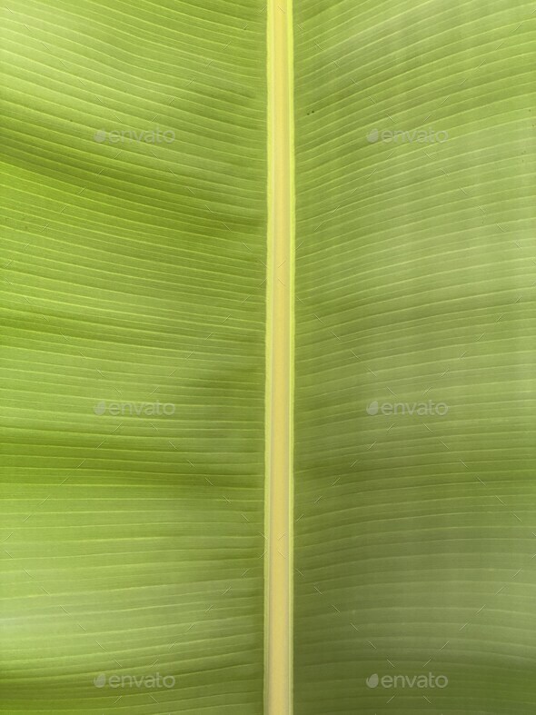 Leaf background - Stock Photo - Images