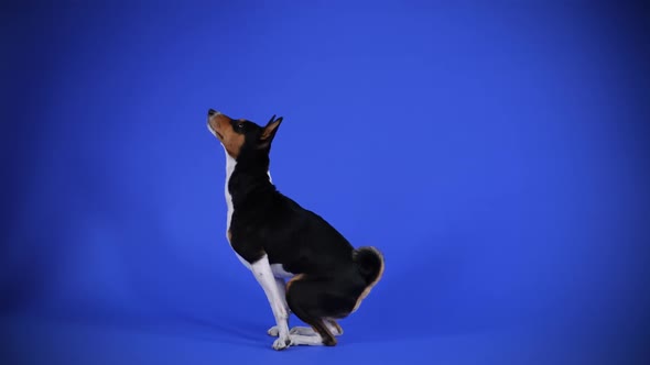 Side View of a Basenji Dog Performing Commands in the Studio Against a Blue Background alt