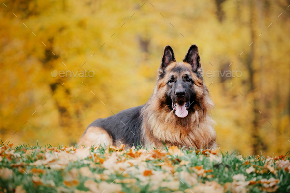 German Shepherd dog with leaves in autumn. Dog in nature. Autumn mood. Shepherd dog in falling leave