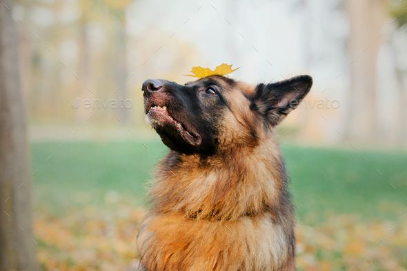 German Shepherd dog with leaves in autumn. Dog in nature. Autumn mood. Shepherd dog in falling leave