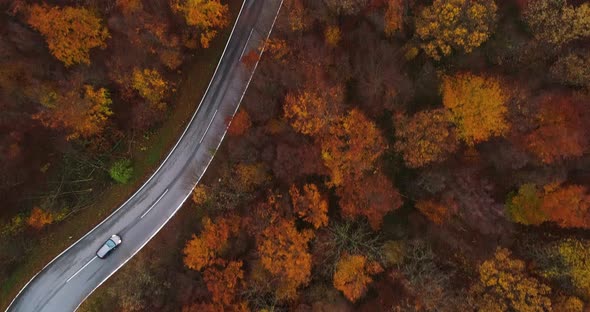 Flying Over Colorful Trees and Country Road 4K