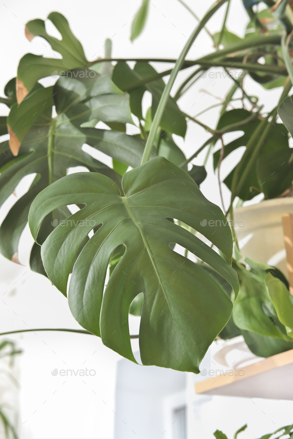 beautiful leaves of large monstera plant, swiss cheese plant in a pot in house. green home decor. - Stock Photo - Images