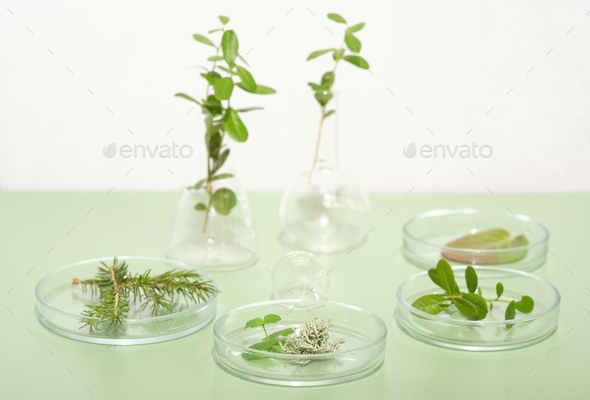 green plants, leaves and herbs in petri dishes on light green background. biotechnology research - Stock Photo - Images