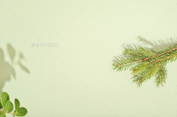 fir tree branch and green leaves on green background. floral design card. holiday template. - Stock Photo - Images