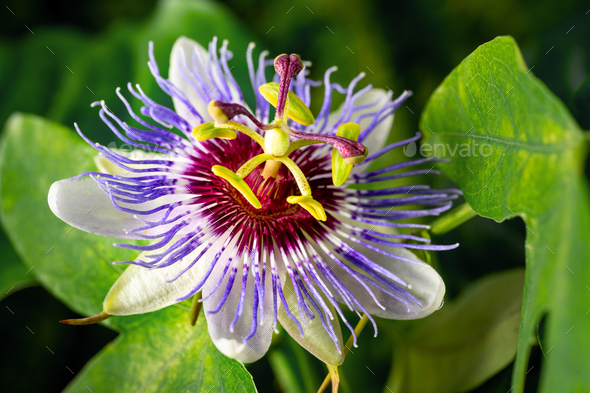 Passiflora caerulea flower closeup - Stock Photo - Images