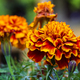 colorful Marigold flowers  - PhotoDune Item for Sale