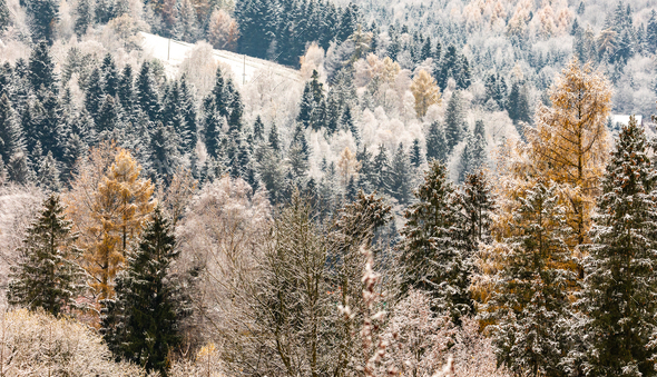 First snow in the forest at the late autumn - Stock Photo - Images