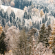 First snow in the forest at the late autumn - PhotoDune Item for Sale