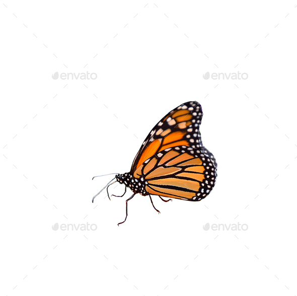 Monarch butterfly isolated cutout