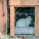 Caged rabbit in village on farm - PhotoDune Item for Sale