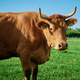 Red cow on summer pasture - PhotoDune Item for Sale