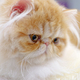 Exotic persian cat - PhotoDune Item for Sale