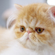 Exotic persian cat - PhotoDune Item for Sale