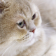 British shorthair cat - PhotoDune Item for Sale