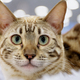 Exotic bengal cat - PhotoDune Item for Sale
