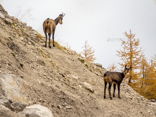 Couple of chamois in Triglav national park, Slovenia - Stock Photo - Images