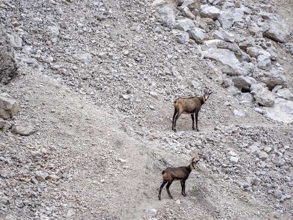 Couple of chamois in Triglav national park, Slovenia - Stock Photo - Images