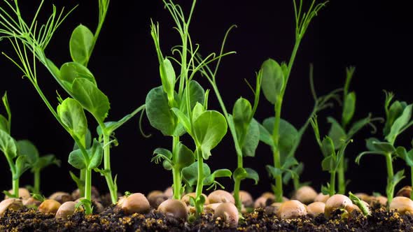 Peas Beans Germination on Black Background alt