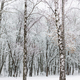 Beautiful snowy woods scenery. Trees covered in snow, frosty winter park landscape. Winter wallpaper - PhotoDune Item for Sale