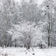 Beautiful snowy woods scenery. Trees covered in snow, frosty winter landscape. Winter background - PhotoDune Item for Sale