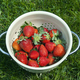 Fresh organic strawberries - PhotoDune Item for Sale