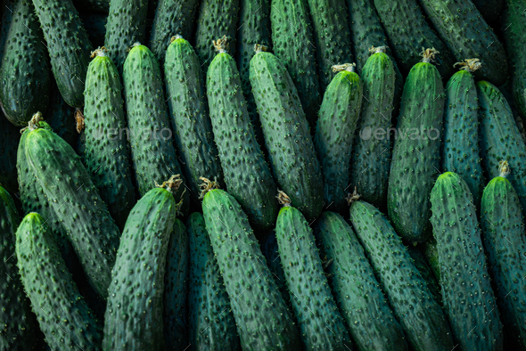 Amazon.com : Crisp and Sweet “Beit Alpha” Cucumber Seeds – Harvest-Ready in  Just 60 Days – Heirloom Seeds | Liliana's Garden | : Patio, Lawn & Garden