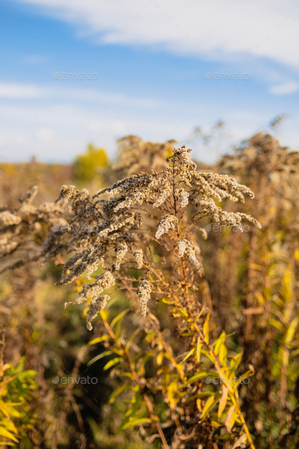 Wild dry yellow grass - Stock Photo - Images