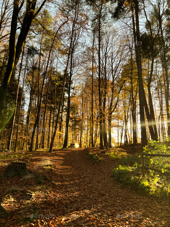 Warm autumn scenery in the forest, with the sun shedding beautiful rays of light through trees. - Stock Photo - Images