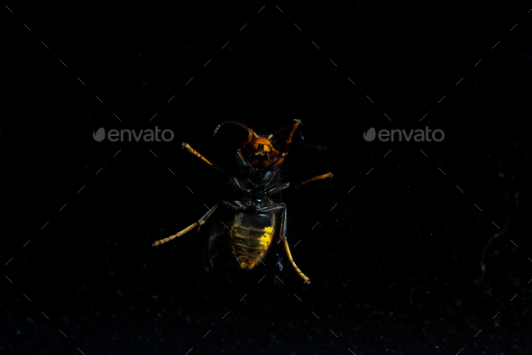 Scary wasp perched with dramatic lighting against black - Stock Photo - Images
