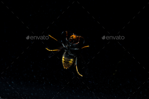Scary wasp perched with dramatic lighting against black - Stock Photo - Images