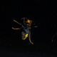 Scary wasp perched with dramatic lighting against black - PhotoDune Item for Sale