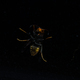 Scary wasp perched with dramatic lighting against black - PhotoDune Item for Sale